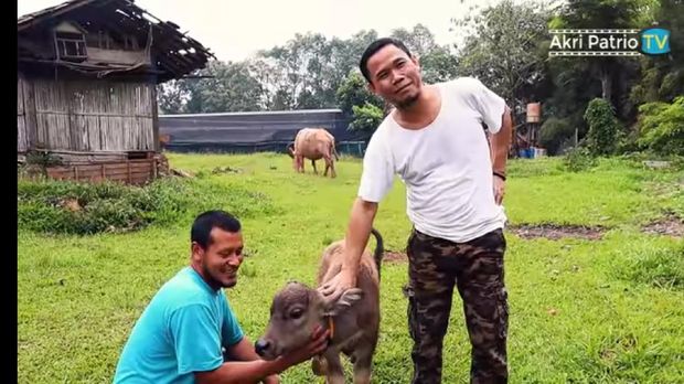 Akri Patrio Kini Sibuk Berternak Entog, Kambing dan Kerbau