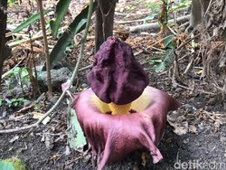 Bunga Bangkai Mekar Kembali Ditemukan di Lamongan