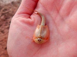 Mengenal Triops, Hewan Aneh Matanya Ada Tiga Mengenal Triops, Hewan Aneh Matanya Ada Tiga