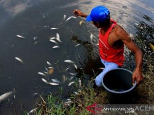 Ikan-ikan di Sungai Nagan Raya Mati Mendadak, Diduga Gegara Air Tercemar