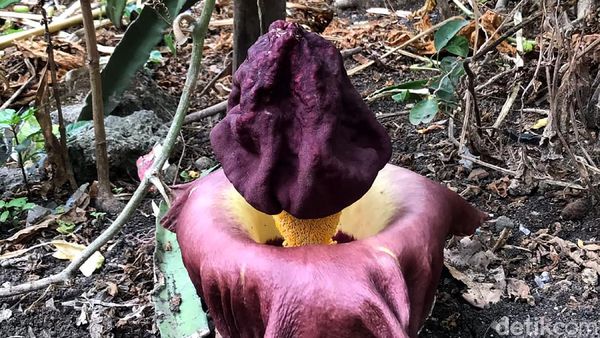 Lagi, 2 Bunga Bangkai Kembali Ditemukan Mekar di Lamongan