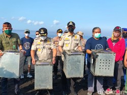 4 Ular Piton dan 40 Kera Ekor Panjang Dilepasliarkan di Pulau Nusa Barong