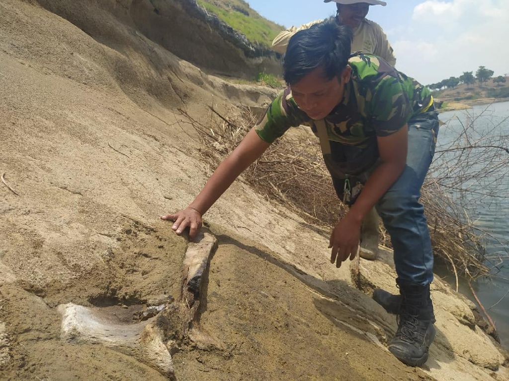 Heboh Fosil di Waduk Saguling, Begini Hasil Penelitian Tim ITB Heboh Fosil di Waduk Saguling, Begini Hasil Penelitian Tim ITB