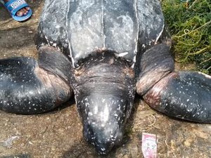 Penyu Raksasa Tersangkut di Jaring Nelayan Sumenep