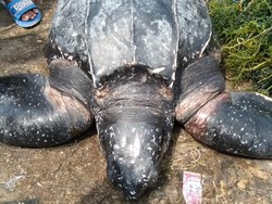 Penyu Raksasa Tersangkut di Jaring Nelayan Sumenep