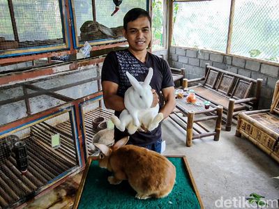 Rezeki Nomplok Peternak Kelinci di Bukit Menoreh Saat Pandemi