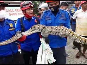 Ular Piton 5 Meter Sembunyi di Loteng Rumah Warga Wajo Sulsel