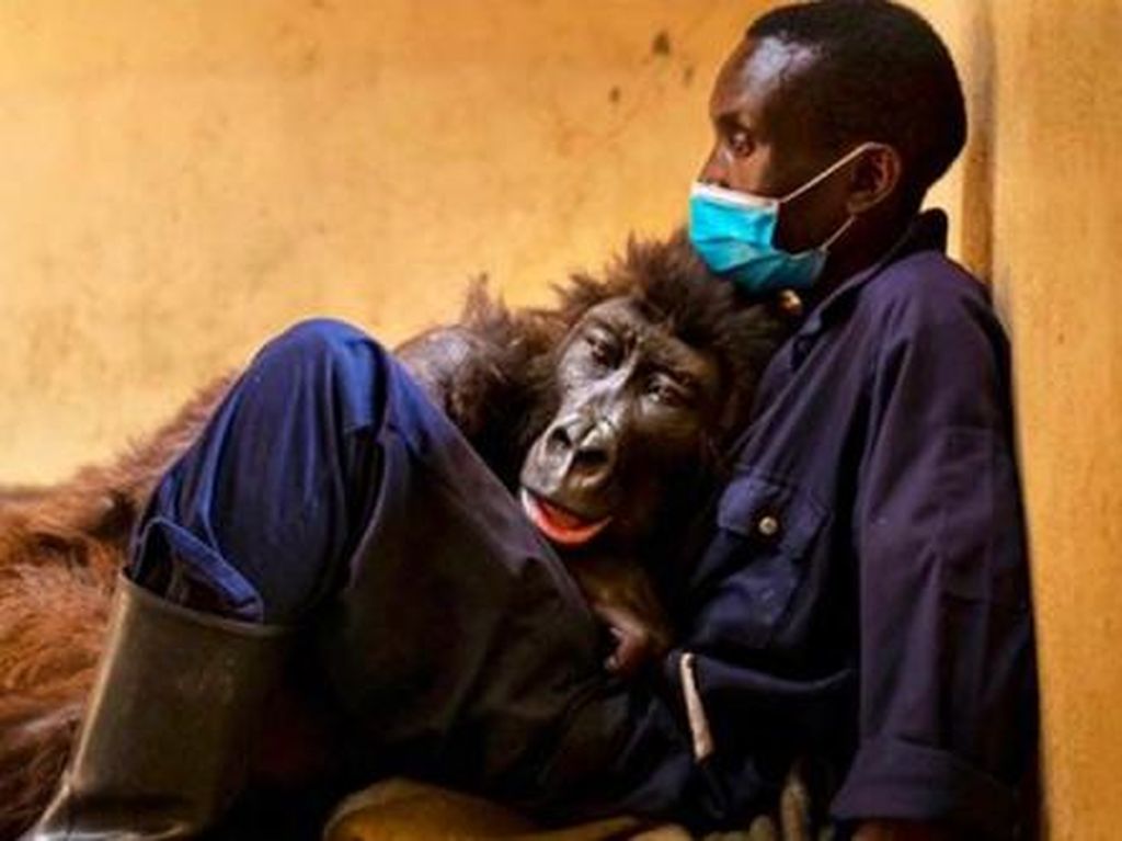 Kisah Haru Gorila Viral yang Meninggal di Pelukan Pria Penyelamatnya