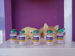 Menteri Pertanian Targetkan Indonesia Bebas Rabies 2030