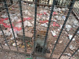 Duh, Kandang Monyet di Mini Zoo Karawang Dipenuhi Sampah