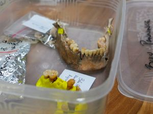 Fosil Wanita Indonesia Bisa Ubah Sejarah Manusia Purba