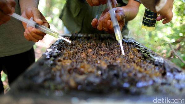 Melihat Budi Daya Madu Lebah Trigona yang Cuan-Ramah Lingkungan