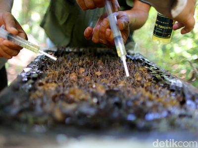 Melihat Budi Daya Madu Lebah Trigona yang Cuan-Ramah Lingkungan
