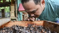 Meraup Untung Lewat Budidaya Madu Teuweul