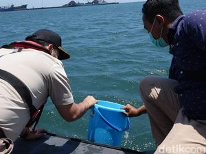 Momen 37.846 Benur Sitaan Polda Jatim Dilepas di Perairan Probolinggo