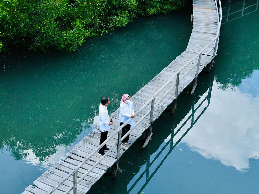 Potret Jokowi dan Iriana Berduaan Susuri Hutan Mangrove di Bali Potret Jokowi dan Iriana Berduaan Susuri Hutan Mangrove di Bali