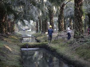 Sssst... Ada Industri Sawit Mau Melantai di Bursa, Kepoin Prospeknya