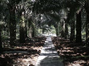 Makin Mesra! RI-Malaysia Lanjutkan Kerja Sama di Bidang Kelapa Sawit Makin Mesra! RI-Malaysia Lanjutkan Kerja Sama di Bidang Kelapa Sawit
