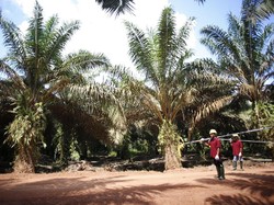 Pabrik Holding BUMN Perkebunan Pakai Pembangkit BBM Limbah Sawit