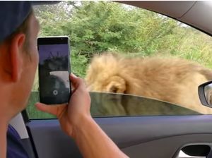 Menantang Maut, Turis Ini Buka Kaca Mobil Biar Bisa Tatap Mata Singa Menantang Maut, Turis Ini Buka Kaca Mobil Biar Bisa Tatap Mata Singa