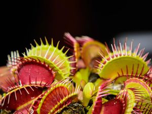 10 Tumbuhan Predator di Dunia, Ada yang Kecil tapi Ganas