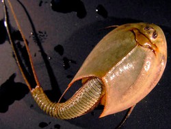 Fakta Unik: Udang Kecebong Bermata Tiga!