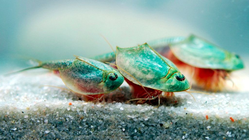 Triops, Hewan Mata Tiga dari Zaman Dahulu Kala yang Kini Dipelihara Triops, Hewan Mata Tiga dari Zaman Dahulu Kala yang Kini Dipelihara