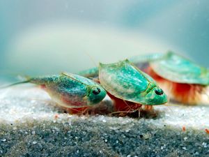 Triops, Hewan Mata Tiga dari Zaman Dahulu Kala yang Kini Dipelihara