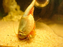 Triops Cancriformis, Hewan Mata Tiga yang Menjadi Spesies Tertua Dunia