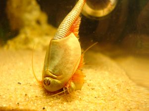 Triops Cancriformis, Hewan Mata Tiga yang Menjadi Spesies Tertua Dunia Triops Cancriformis, Hewan Mata Tiga yang Menjadi Spesies Tertua Dunia