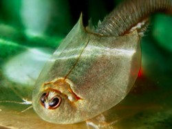 Hii.. Muncul Ratusan Hewan Aneh Bermata Tiga Setelah Hujan di AS