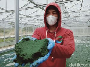 Top! Alga Made In Klaten Terbang ke Amerika hingga Eropa