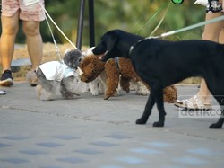 Tempat Viral Ngajak Anjing Jalan-jalan di Tepi Pantai Ala Korea