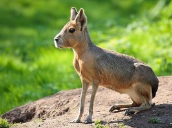 Mengenal Sistem Gerak Pada Hewan Beserta Karakteristiknya