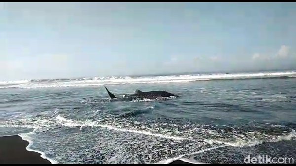 Hiu Tutul Sepajang 4 Meter Terdampar di Drajid Lumajang