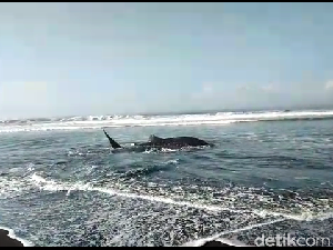 Penyebab Hiu Tutul Terdampar di Pantai Drajid Lumajang Penyebab Hiu Tutul Terdampar di Pantai Drajid Lumajang