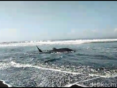 Hiu Tutul Sepajang 4 Meter Terdampar di Drajid Lumajang