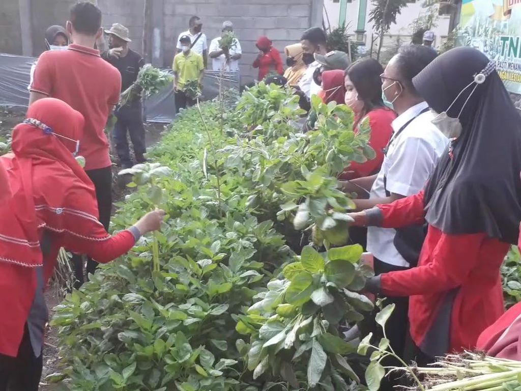 Kampung di Pasuruan Sukses Terapkan Urban Farming Saat Pandemi COVID-19 Kampung di Pasuruan Sukses Terapkan Urban Farming Saat Pandemi COVID-19