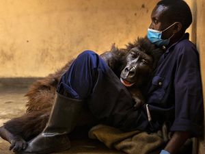 Ndakasi, Gorila yang Terkenal Usai Foto Selfie Mati di Pelukan Penjaganya