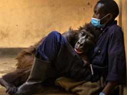 Ndakasi, Gorila yang Terkenal Usai Foto Selfie Mati di Pelukan Penjaganya