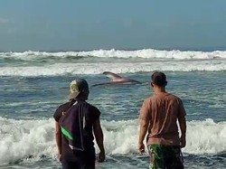 Terdampar 2 Jam di Pantai Drajid Lumajang, Hiu Tutul Berhasil Kembali ke Laut