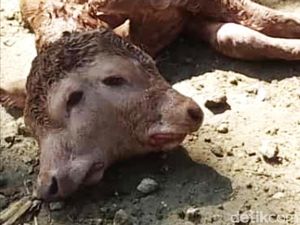 Heboh di Bone Sulsel, Ada Bayi Sapi Berkepala Dua!