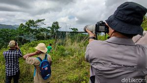 Desa Jatimulyo, Rumah untuk Burung Langka di Jogja