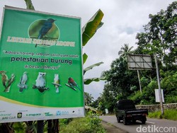 Desa Ini Jadi Surga Bagi Ratusan Spesies Burung di Kulon Progo