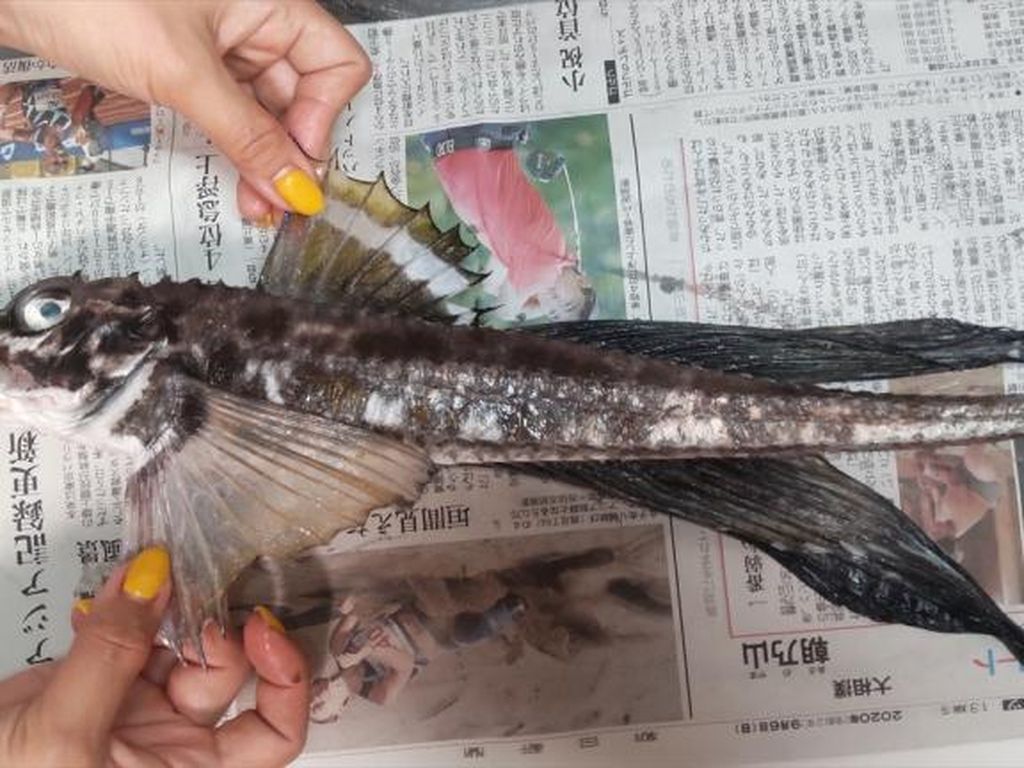 Ikan Menyeramkan Ini Ternyata Bisa Dibuat Sashimi