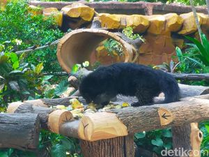 Tiga Satwa Lahir di Kebun Binatang Surabaya dalam Dua Bulan