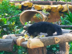 Tiga Satwa Lahir di Kebun Binatang Surabaya dalam Dua Bulan