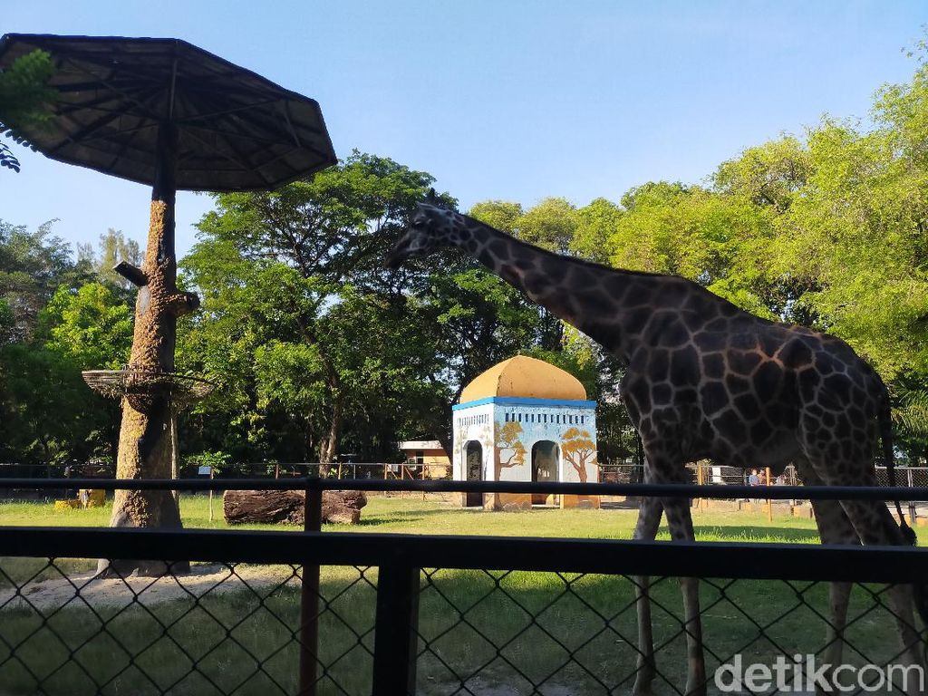 KBS Bakal Punya Koleksi 10 Satwa Baru, Salah Satunya Jerapah KBS Bakal Punya Koleksi 10 Satwa Baru, Salah Satunya Jerapah