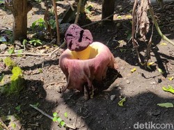 Bunga Bangkai di Lamongan Jenis Suweg, Bukan Rafflesia Arnoldii