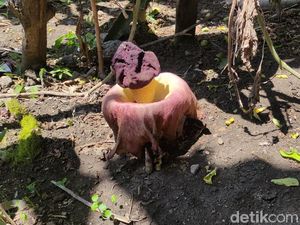 Bunga Bangkai di Lamongan Jenis Suweg, Bukan Rafflesia Arnoldii Bunga Bangkai di Lamongan Jenis Suweg, Bukan Rafflesia Arnoldii